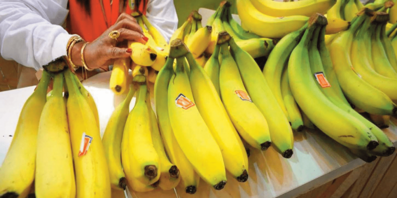 La banane antillaise interpelle l’UE sur les « fausses » bananes bio hors UE