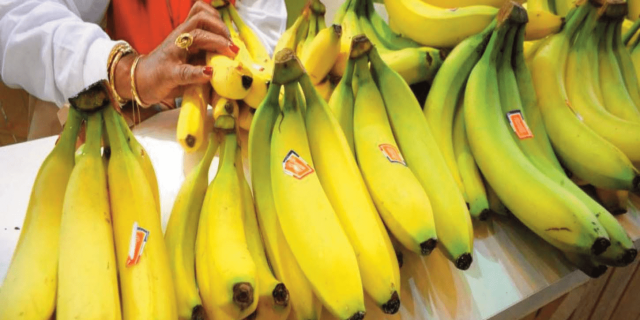 La banane antillaise condamnée à retirer sa campagne « mieux que bio »