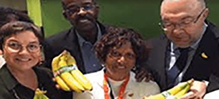 Les producteurs antillais lancent une « banane équitable »