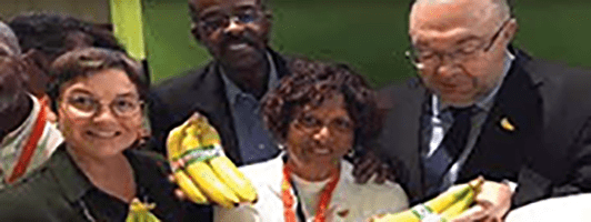 Les producteurs antillais lancent une « banane équitable »