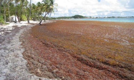 Les sargasses envahissent massivement le littoral