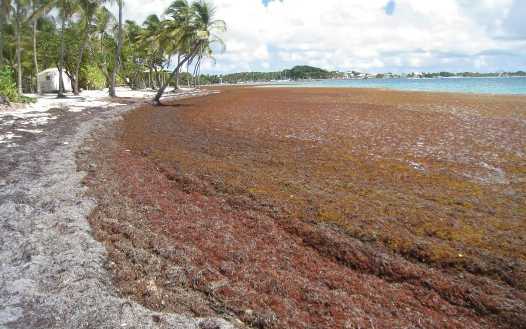 Les sargasses envahissent massivement le littoral