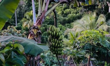 Covid-19 : quels effets sur l’agriculture et la consommation dans la Caraïbe ?