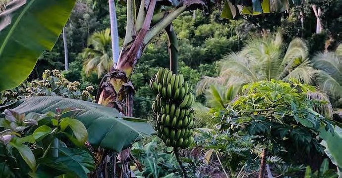 Covid-19 : quels effets sur l’agriculture et la consommation dans la Caraïbe ?