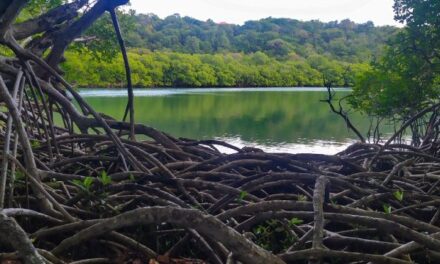 Mangroves : des écosystèmes tropicaux sous pression