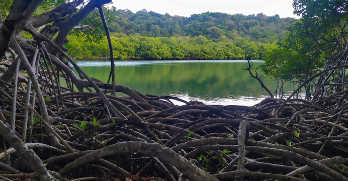 Mangroves : des écosystèmes tropicaux sous pression