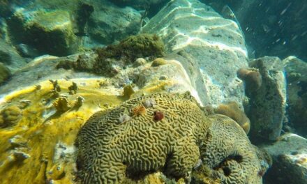 Un nouvel appel à projets pour protéger les récifs coralliens dans les Outre-mer