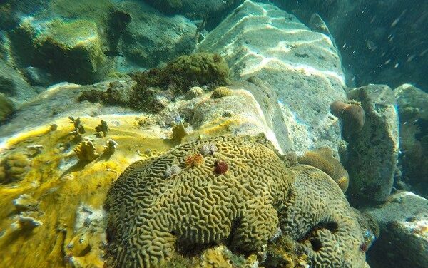 Un nouvel appel à projets pour protéger les récifs coralliens dans les Outre-mer