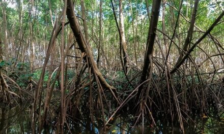 Restauration des milieux humides d’outre-mer : sept projets sélectionnés par l’OFB