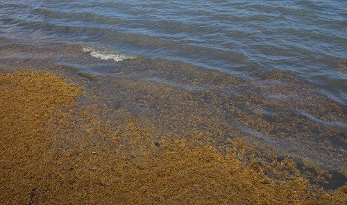 Le site de Météo France s’enrichit d’une rubrique « sargasses »