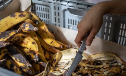 Utilisation frauduleuse d’éthéphon sur les bananes jaunes