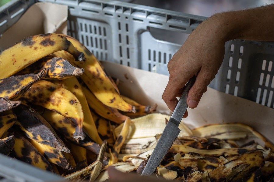 Utilisation frauduleuse d’éthéphon sur les bananes jaunes