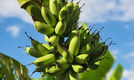 Loi chlordécone Martinique pour des propositions précises