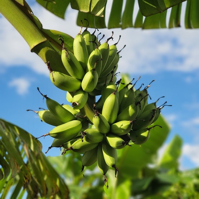 Loi chlordécone Martinique pour des propositions précises