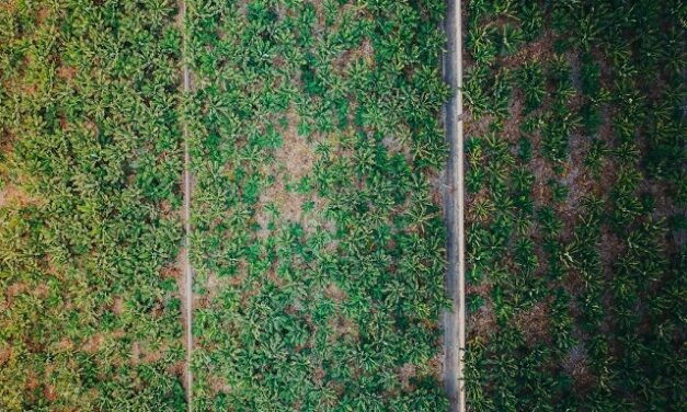 Les subventions à l’agriculture et à la pêche Outre-mer critiquées par la Cour des comptes