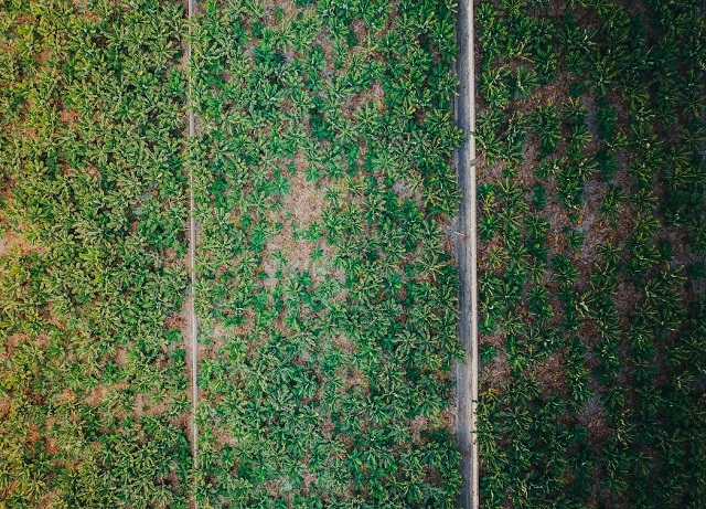 Les subventions à l’agriculture et à la pêche Outre-mer critiquées par la Cour des comptes