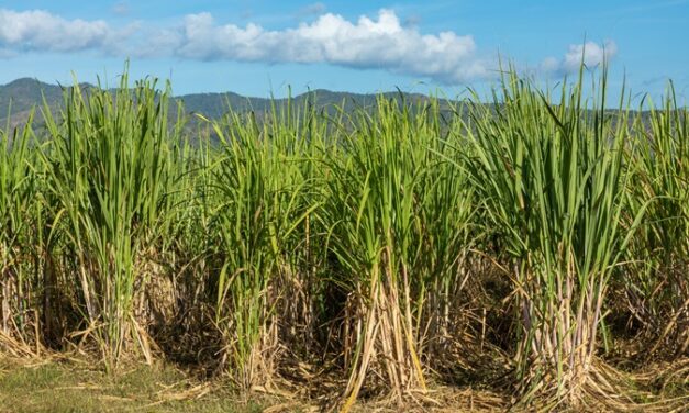 Canne à sucre : en Guadeloupe, le conflit prend fin mais sans grand enthousiasme