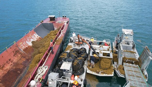 122 tonnes de sargasses ramassées en mer en deux semaines