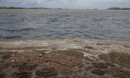 Sargasses au Robert : un protocole d’engagement signé