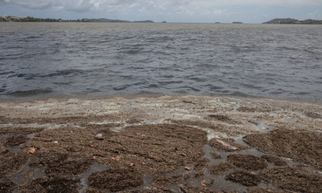 Sargasses au Robert : un protocole d’engagement signé