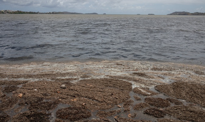 Sargasses au Robert : un protocole d’engagement signé