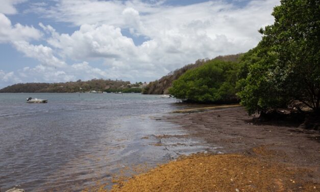 Sargasses : la Martinique interpelle l’État au Sénat