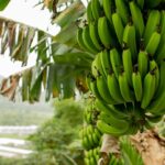 POSEI : un soutien vital mais des défis persistants pour la banane et la canne