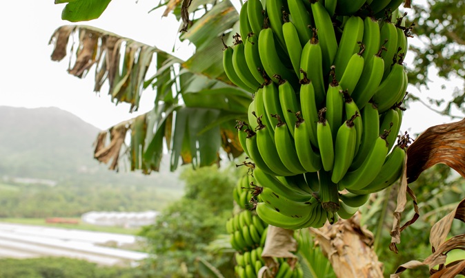 POSEI : un soutien vital mais des défis persistants pour la banane et la canne
