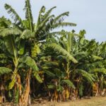 Chlordécone : la contamination des aliments réévaluée