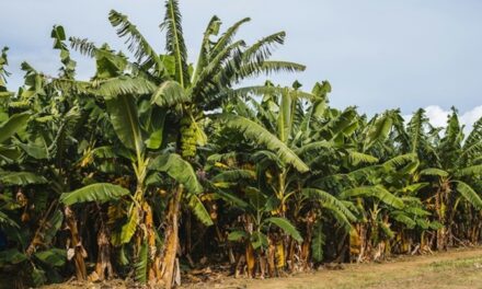 Chlordécone : la contamination des aliments réévaluée