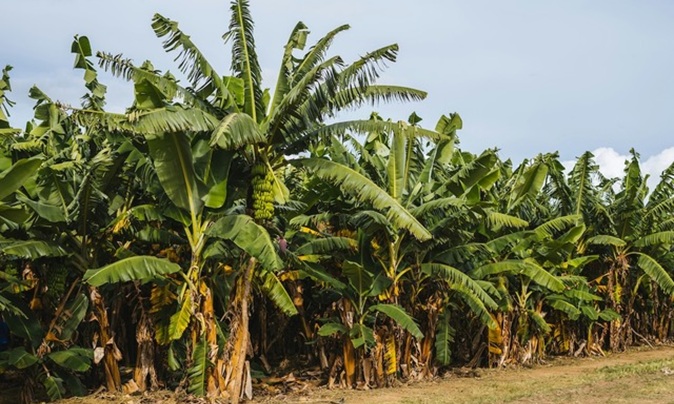 Chlordécone : la contamination des aliments réévaluée