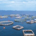 Aquaculture : la Martinique veut changer d’échelle