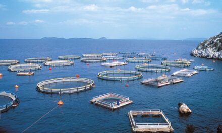 Aquaculture : la Martinique veut changer d’échelle